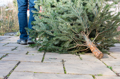Donnez une seconde vie à vos sapins de Noël 
